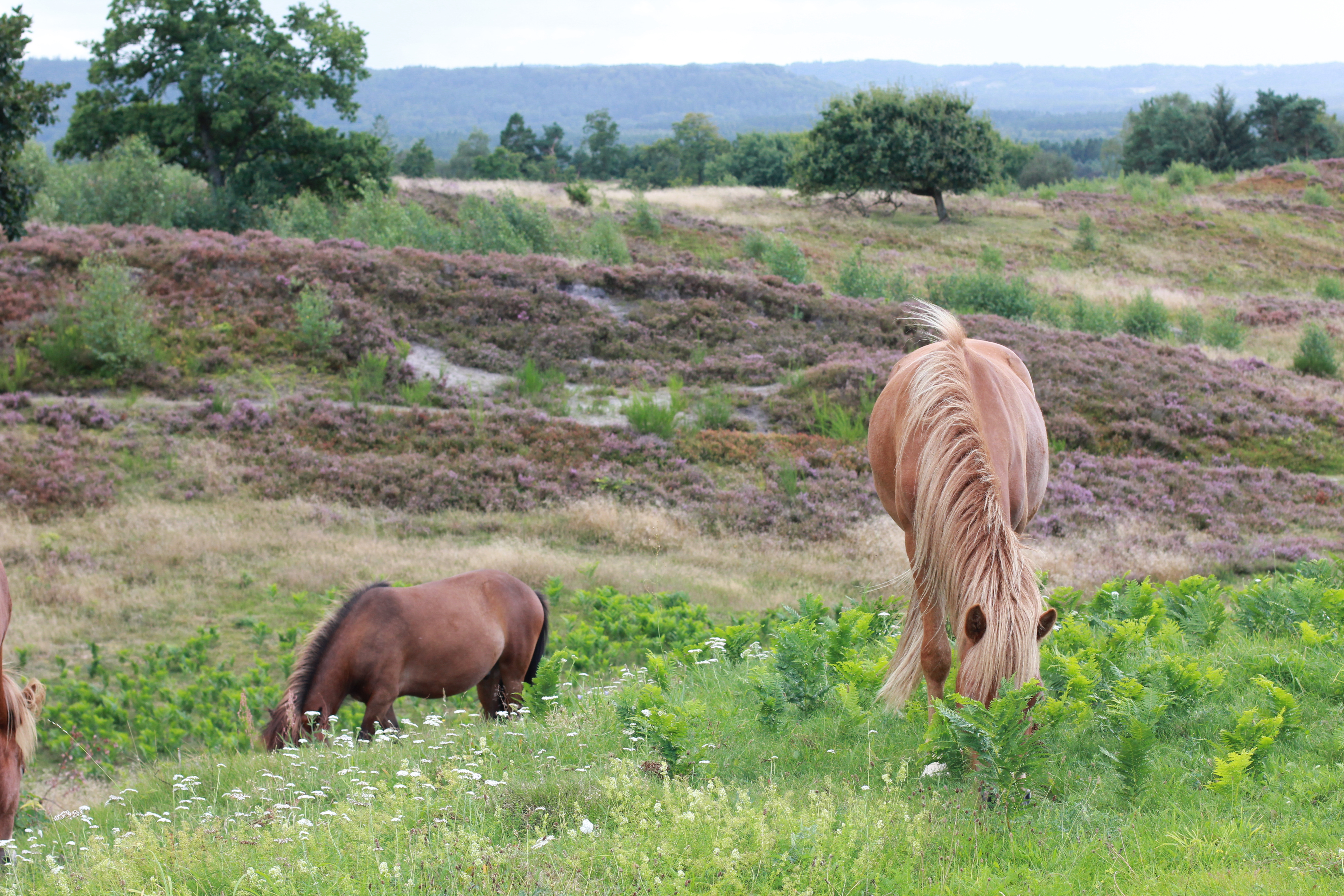 Isländer grasen in der Heide als Teil der Naturpflege